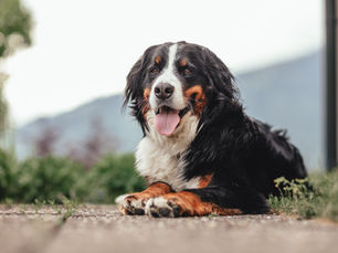 Verzorgingstips voor je Berner Sennenhond