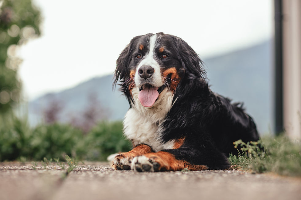 Verzorgingstips voor je berner sennenhond