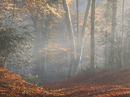 Woman walking through sunlit autumn forest — representing the mood-lifting, brain-boosting benefits of daily aerobic exercise for perimenopause brain fog relief