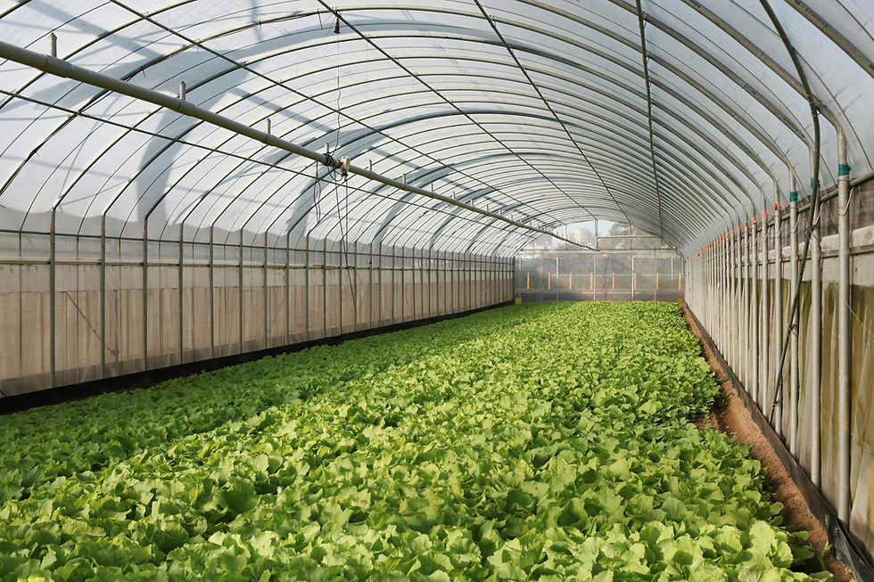 Rows of green plants in a greenhouse with a glass roof, dirt path, and a green hose. The setting is bright and earthy. Goverment nursery bhubaneswar