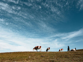 呼伦贝尔大草原：一生必去一次的纯净北疆