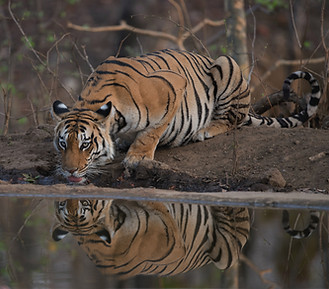 tigre parc national de pench