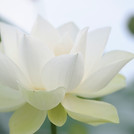 Image by he zhu