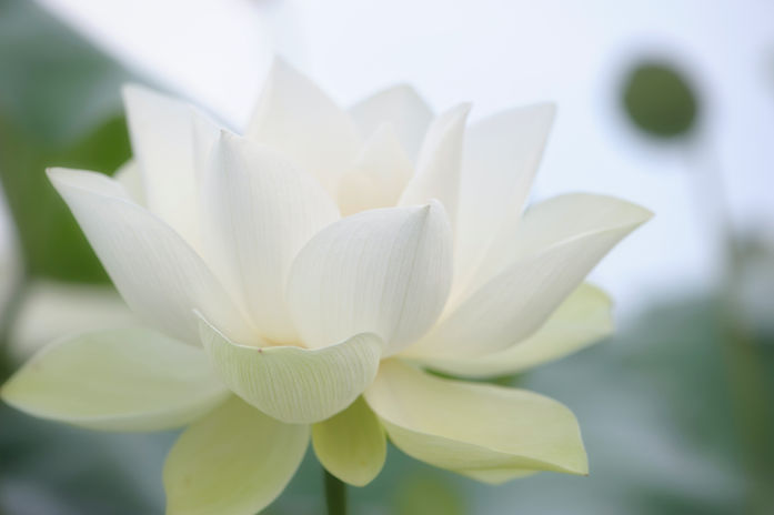 Image by he zhu