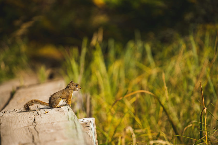 Image by Tim Umphreys