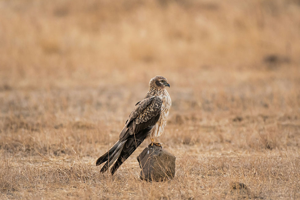 Mäusebussard sitzt auf einem stein