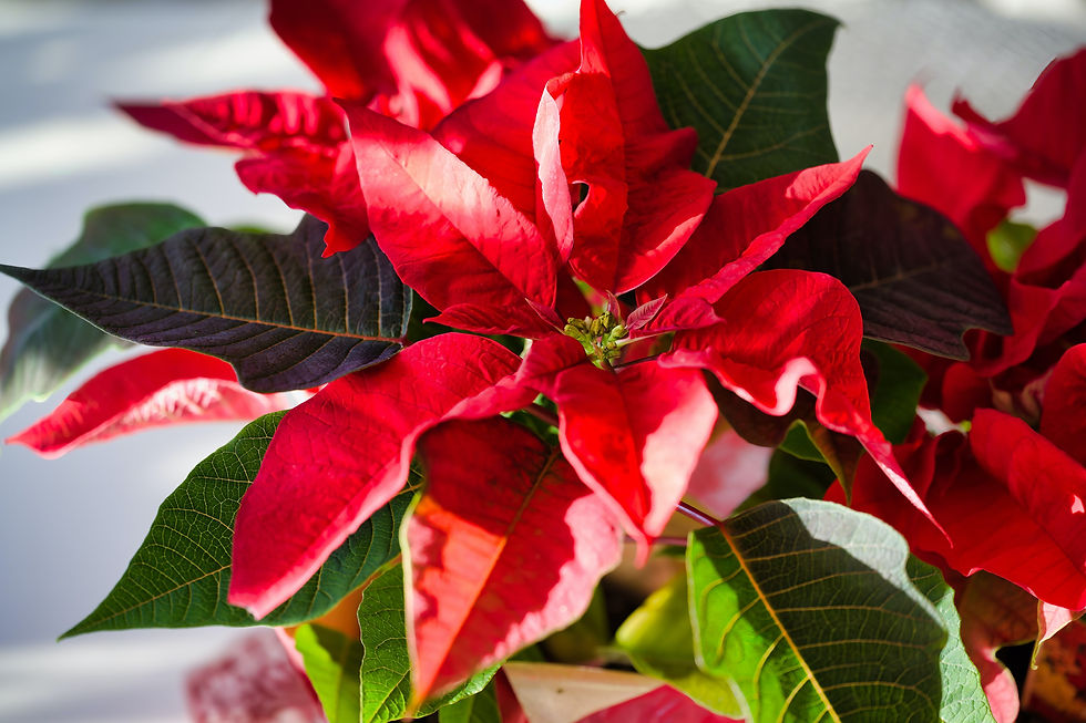 red and white poinsettia