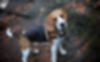 Oliver, Unsplash