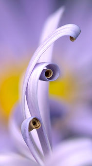 Image by Dustin Humes