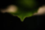 Close-up of a green leaf tip against a black background, with soft blurred beige shapes on both sides, creating a moody abstract look