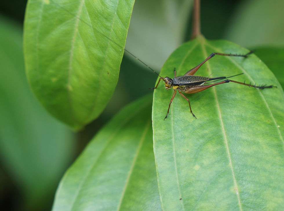 Insect songs