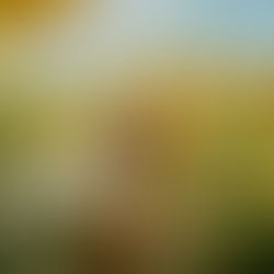 A woman in the middle of a sunflower field