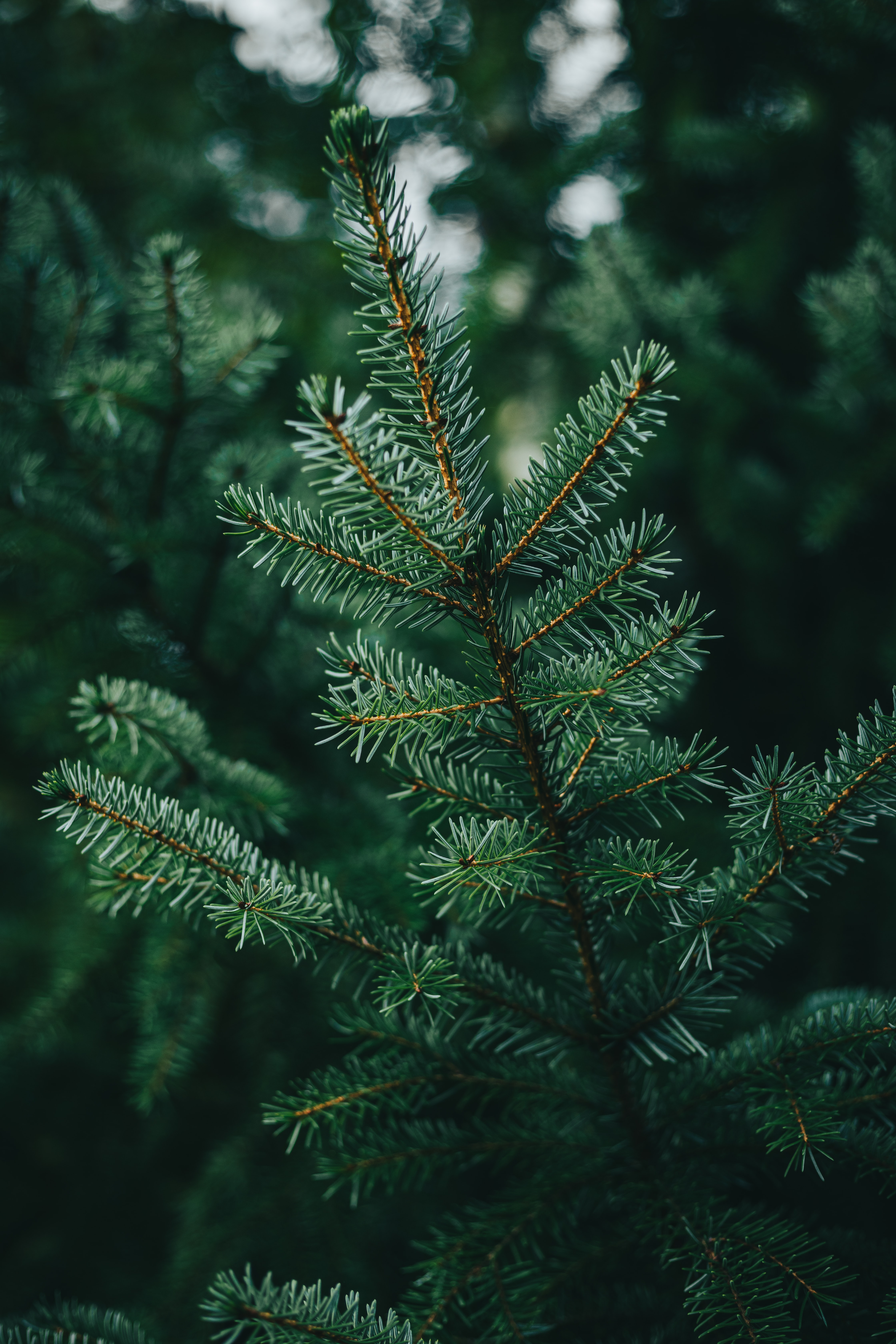 Image de Tony Litvyak