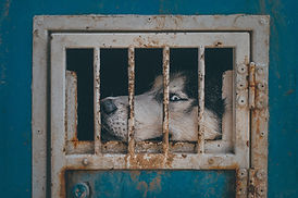 Image by Egor Myznik