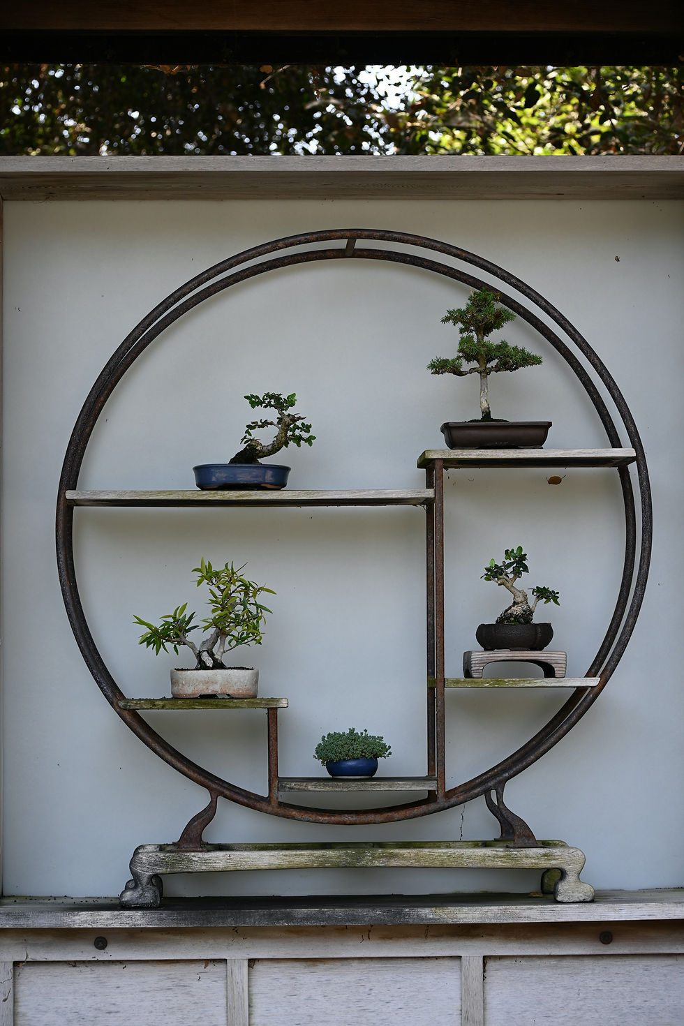 Bonsai exibition on round stand