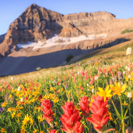 Yellowstone in April and May