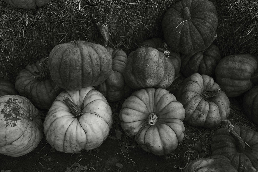 Image by Emily Irene Photo Co.