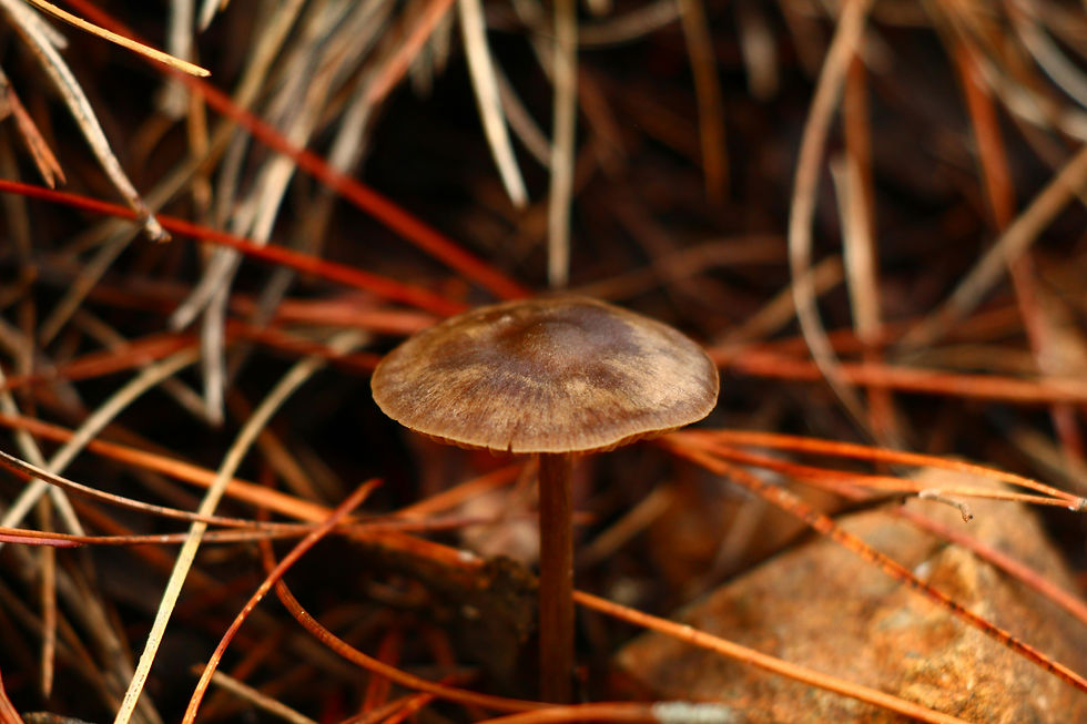 Online peer supervision - Case submission