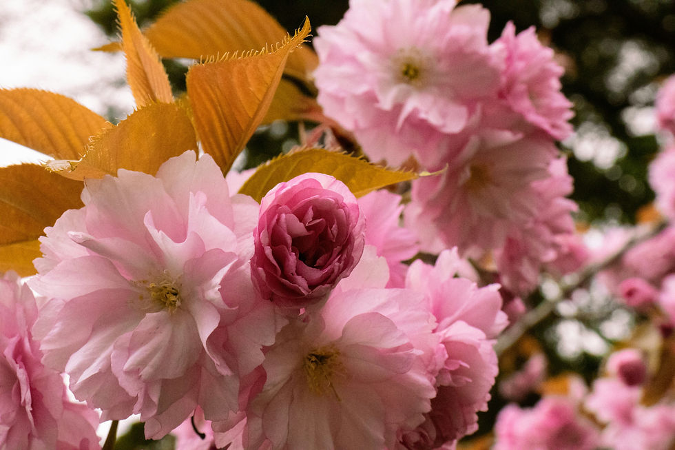 pink double blossoms with red brown leaves