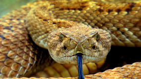 Exercise: Extracting Venom