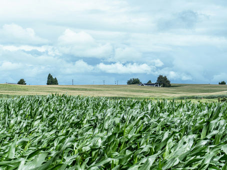 Tidbits, Corn Usage, SD Winds, Deliveries, Crop Progress, ENSO, Export Inspections 6/30/26