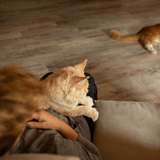 Deux chats dans une maison cosy
