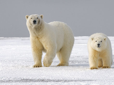 International Polar Bear Day: Protecting Vital Polar Bear Habitats
