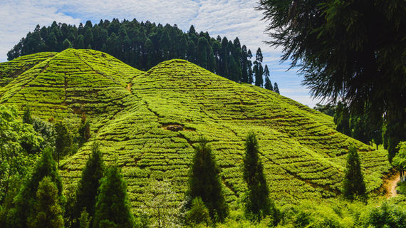 Tea estates in Darjeeling