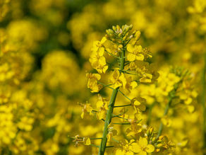 THE WEEKLY TIMES | Canola and wheat prices higher this year as harvest nears