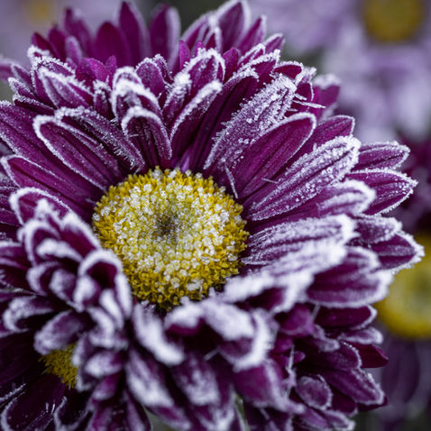 How to Protect Your Plants from Spring Freeze