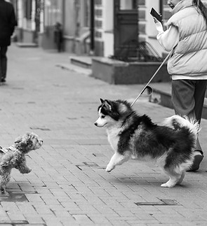 Image by Natalia Trofimova