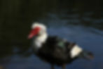 High angle view of a group of Muscovy Ducks showing their distinctive red caruncles and feather patterns