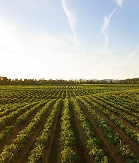 Bulk Water Delivery for Agriculture