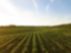 Farm with vegetables planted in rows