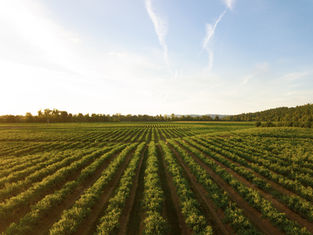 American Agriculture Needs Farm Workforce Modernization
