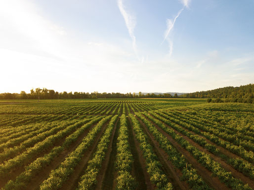 General Mills, Walmart, and Sam's Club Partner to Accelerate Regenerative Agriculture 