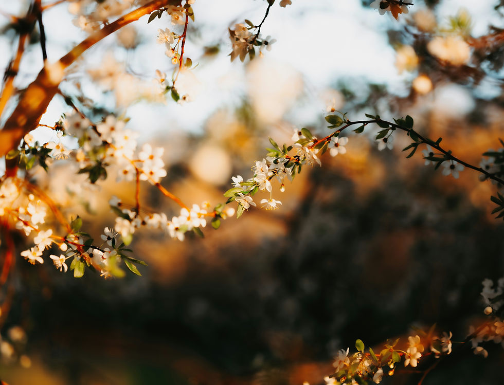 Image by Kristaps Ungurs