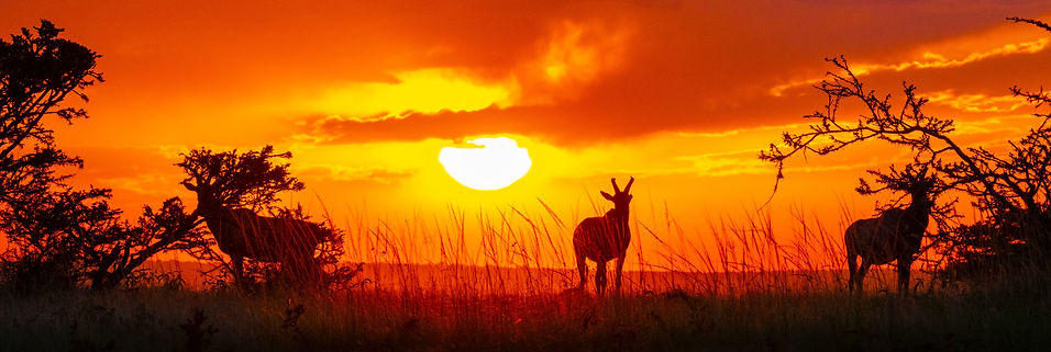 Hartebeest at sunset in the Serengeti