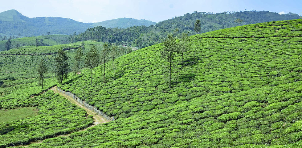 Thumbnail: Kerala  Honeymoon Vagamon Hills