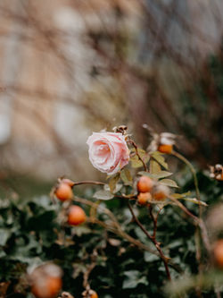 Image by Annie Spratt