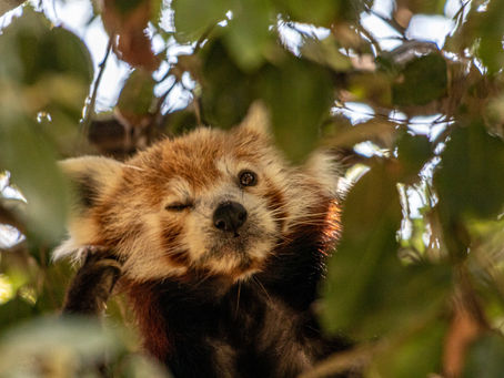 Dining with Furry Companions: Pet-Friendly Restaurants and Dining