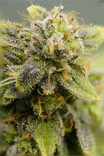 Image by Chinese Hemp