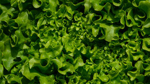 Bonduelle to offload salad businesses in Germany and France