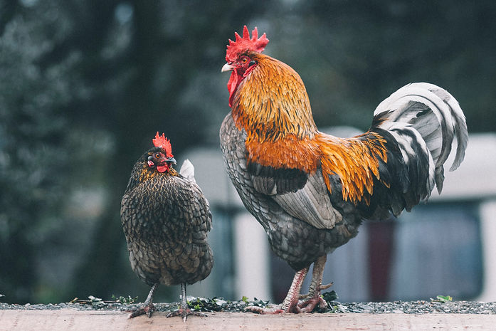 Poules