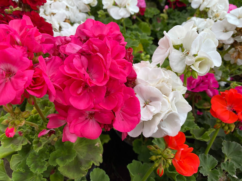 Géraniums roses et blancs dans un jardin