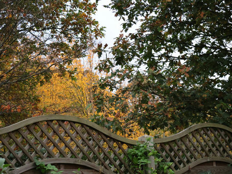 Bomen die over een houten schutting in de tuin hangen