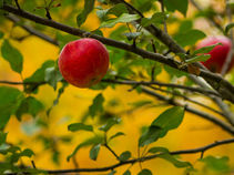 Picking Profits: How M6 Revolutions Turns Low-Hanging Fruit into Manufacturing Gold