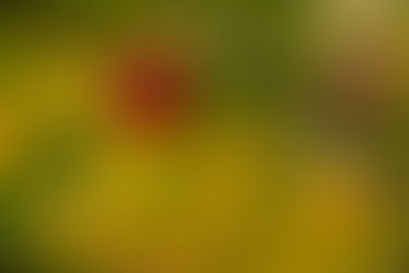 Picking Profits: How M6 Revolutions Turns Low-Hanging Fruit into Manufacturing Gold