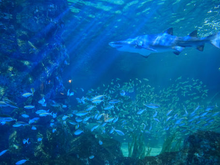 泳ぎ続けないと死ぬ魚