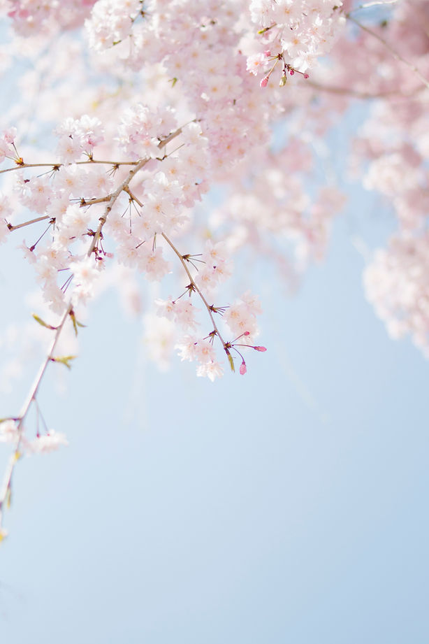 Image by TOMOKO UJI